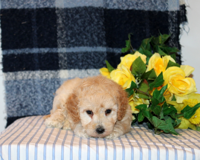puppy, for, sale, Mini Goldendoodle F1B, Matthew B. Stoltzfus, dog, breeder, Gap, PA, dog-breeder, puppy-for-sale, forsale, nearby, find, puppyfind, locator, puppylocator, aca